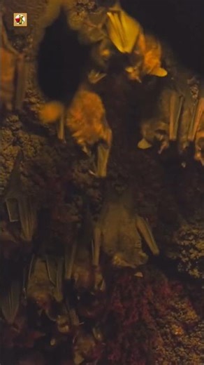Bat Sounds (Lots Of Bats Hanging From The Top Of A Cave)