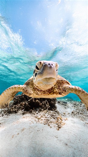 If relaxation was an Olympic sport, which turtle’s taking gold? I’d say clip 1. What would you say? #turtle | Ross Long Photo