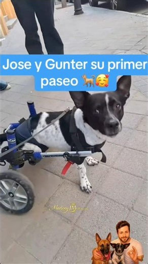 Gunter y so primer paseo 🐕‍🦺🐕 #parati #gunter #moana #jose #adoptanocompres