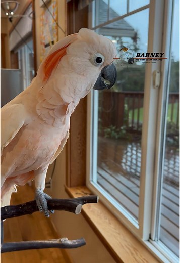 Rainy Day Activities with Barney the Cockatoo