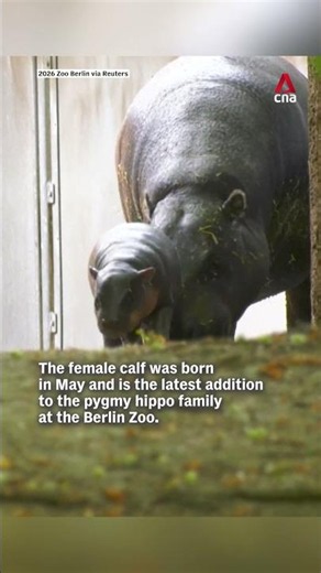 Berlin zoo's baby pygmy hippo named 'Bread Roll'