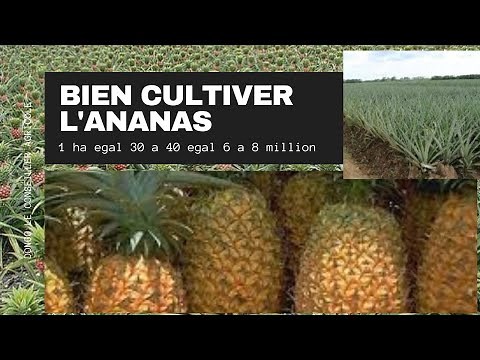 Pineapple cultivation: here's how to grow at least 6 million a hectare