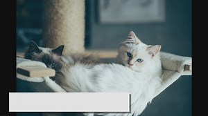 Blue Ragdoll: An All-in-one Guide for Cat Owners