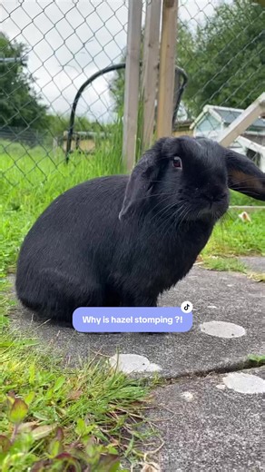 I feel genuinely terrible about the last one 🥺 Lets play the “why is Hazel stomping” game. . #stomping #thumping #rabbitstomp #bunnystomp #rabbitthump #bunnythump #thumper #rabbitfacts