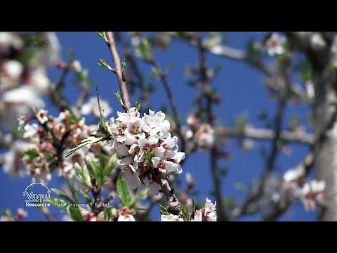 VAQUI. A Valensole, on relance les plantations d'amandiers