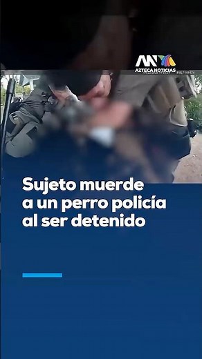 ¡Mundo al revés! Sospechoso intenta morder a un perrito policía 🐕