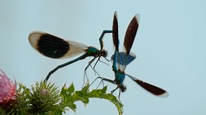 13K views · 701 reactions | Pour ces insectes, l'accouplement est une prouesse acrobatique. Vient ensuite le moment de la ponte pour les femelles, qui se rendent sous la surface. | Nat Geo Wild France | Facebook