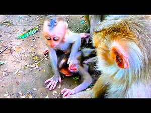So Scary! Baby Monkey Caught in a Dangerous Plays