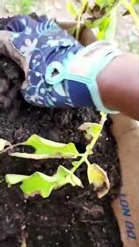 The potato 🥔 and the frog 🐸