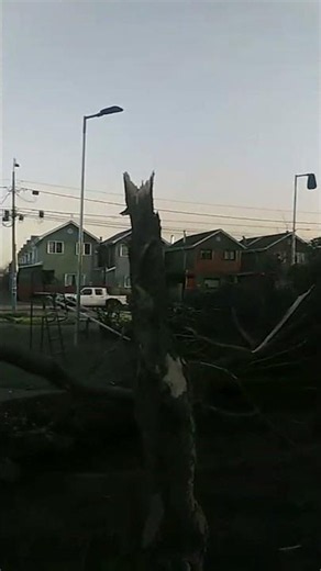 Árbol se sale de raíz tras fuertes vientos en Lautaro