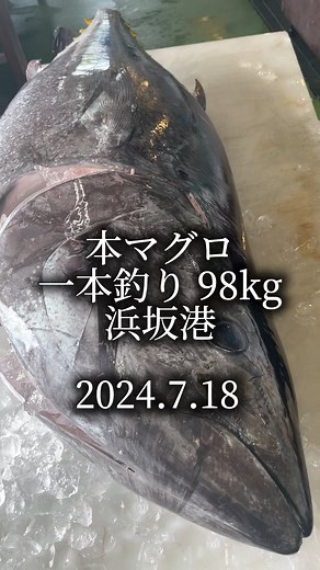 鮮魚屋 マルワフーズ渡辺水産 | 2024.7.18(木) 一本釣り本マグロが入荷しました！🎣 #鮮魚屋 #マルワフーズ渡辺水産 #山陰 #但馬 #浜坂港 #マグロ #一本釣り #一本釣りマグロ #本マグロ #98kg #マグロ解体ショー #店長のマグロ解体ショー #地方発送承ります | Instagram