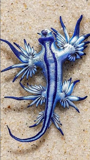 Glaucus Atlanticus: The Deadly Blue Dragon Sea Slug