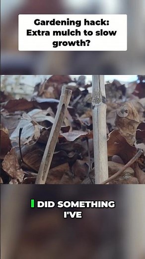 Gardening Hack: Cardboard & Mulch for Soil Temperature Control!