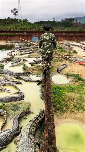 Not here to make friends 🐊 #CrocodileFarm #WildlifeSavage #NatureBold