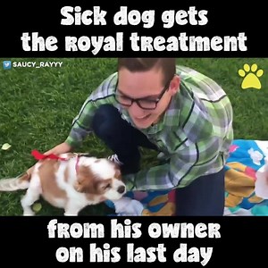 36K views · 1K reactions | My heart.  | Pet Videos Daily | Facebook