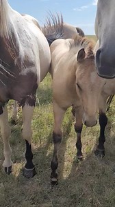 320K views · 10K reactions |  SOLD   THIS DUDES A DRIFTER 鸞 2022 AQHA  beefy dunskin colt What a nice prospect this colt is going to make! He's going to show the cows  who the boss is! His tiger stripes are just shedding out and he is FANCY! Homozygous black and dun (EE, Aa, DD, nCr), 7-panel clean for all genetic disorders!  Located in South Dakota  For more information, please visit our website  www.dakotaduns.com  | Dakota Duns Quarter Horses | Facebook
