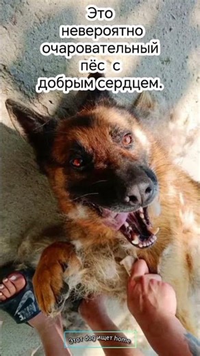 Верное сердце