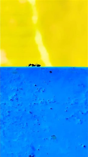 I Entered the SECRET World of Ants and Found AMAZING Things 🐜