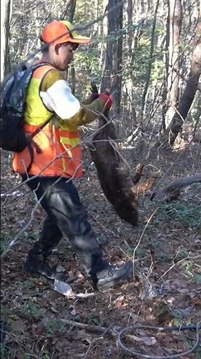 【狩猟】くくり罠で初めて獲れた獣は二匹のイノシシだった。【後編】#shorts #狩猟 #田舎暮らし #イノシシ#くくり罠