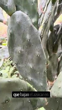 This cactus is an ancestral food 🌵 (Nopal cutlets)