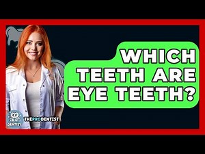Which Teeth Are Eye Teeth? - The Pro Dentist