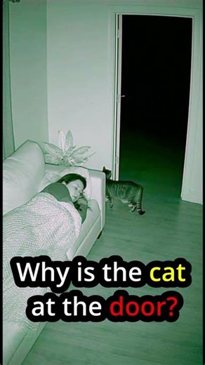 Why Is the Cat Guarding the Door? #Shorts