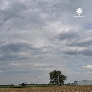 23K views · 530 reactions | Watch out for the corn devil!  The NWS office in Topeka, KS, shared this video of a dust devil swirling through a cornfield, tossing stalks into the air. | AccuWeather | Facebook