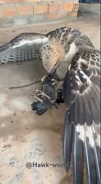 Hawk Hunting Chicken for food Up Close | Nature’s Predator in Action! 🦅#hawk #shortsfeed #hunting