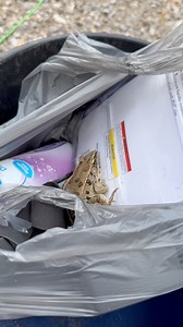 9.5K views · 435 reactions | The Attacking Bullfrog!! #frog #fyp #funny #familyfarm | Eddy Family Farm | Facebook