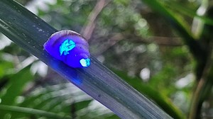 These Glowing Snails Are a Huge Win for Conservation—and They're Freaking Cool