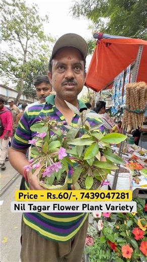 Nil Tagar 💙🔥 | Rare Blue Flower Plant at Galiffstreet Market