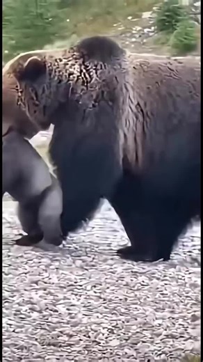 Gorila vs Oso Grizzly: Una Comparación Épica