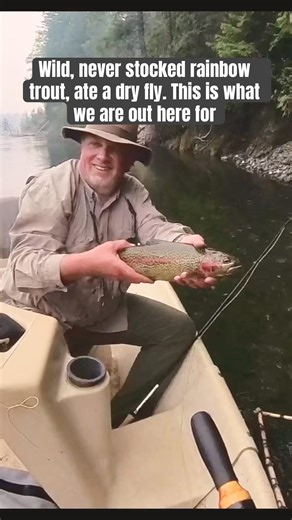 Wild Native Rainbow Trout — Dry Fly Stonefly Release | BC Interior