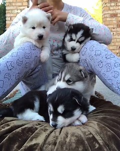 1.5M views · 6.4K reactions | Trying to get four husky puppies to look presentable isn't as easy as you'd think... by MyWinterfell's Siberian Huskies | UNILAD | Facebook