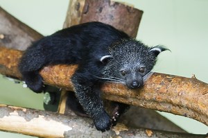 Playtime for binturong kits! Over the last few weeks, our motion-activated camera traps have been filming the youngsters as they took their first steps into their large outdoor habitat under the watchful eye of mum Poppy. Read the full update and watch additional footage on our website: https://www.edinburghzoo.org.uk/news/article/14611/binturong-cubs-take-first-steps-outside/ | Edinburgh Zoo