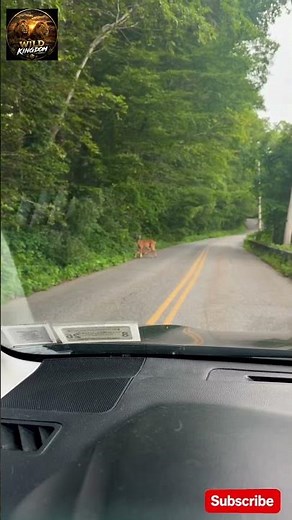 Mother Deer Protecting Her Fawn | Beautiful Wildlife Moment in Nature | Deer & Baby Deer