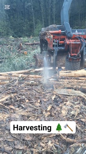 19K views · 210 reactions | Shovel logging in the harvester  learning and upskilling everyday, we absolutely love forestry! Part 1 there's so much to this mahi #forestry #safety #logging #harvesting #fypageシ #reelsfbシ #virals #fblifestyle #part1 | KYZĒ NZ | Facebook