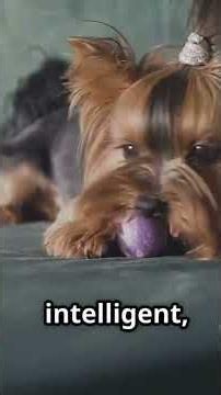 Tiny Paws: Top 10 Smallest Dog Breeds! #SmallDogBreeds #TinyPaws | Part 3