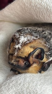 920K views · 46K reactions | Happy Saturday from one of our two window collision hoary bats enjoy some breakfast snacks. We hope everyone is having a good weekend❤️ #pabatconservationandrehabilitation #pabatconandrehab #hoarybat #lasiuruscinereus | Pennsylvania Bat Conservation and Rehabilitation | Facebook