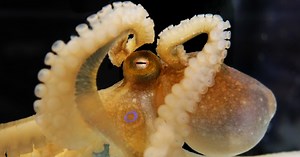 Secrets of the Deep: Scientists Sequence Genome of Octopus for First Time