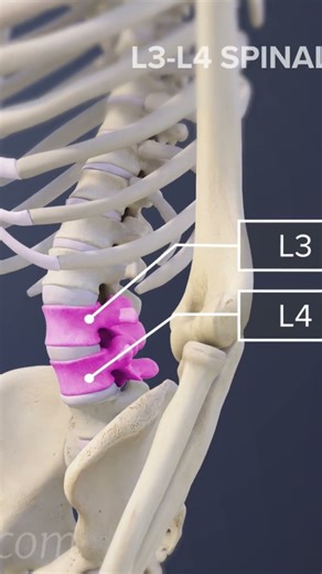 L3-L4 Spinal Motion Segment