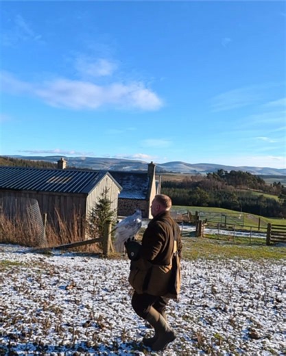 Goshawk catches Pheasant MIDAIR!!! #goshawk #pheasant #falconry