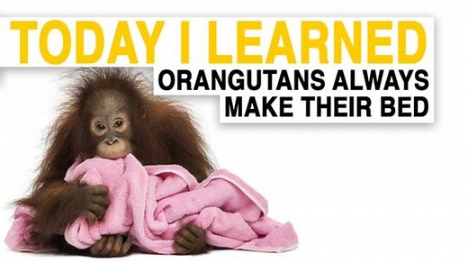 WATCH: TIL Orangutans Build Comfy Nests to Sleep In