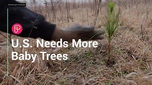 U.S tree seedling production needs a dramatic increase to meet climate, jobs and fire recovery goals. That's according to American Forests. Here's why. | Pattrn
