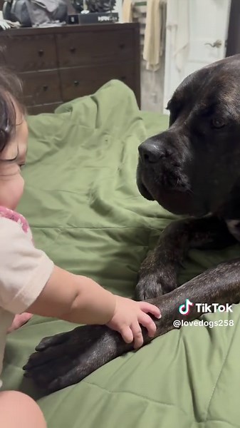 The Best Guardian Dog: A Loyal Companion