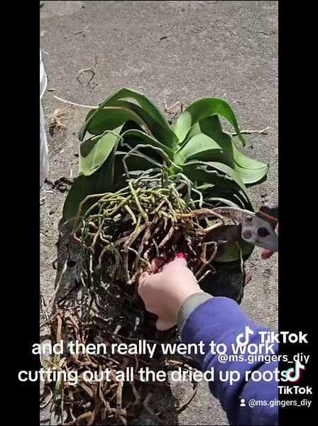 diy a new pot for my orchid. this was a fun, but lengthy process. I made 2 mistakes in editing, oops. #diy #orchid #repot #plants #crafty