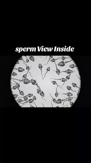 Understanding Sperm Health for Future Parenthood