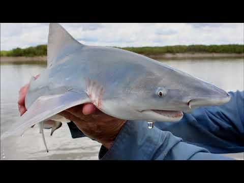 Freshwater Sharks Documentary