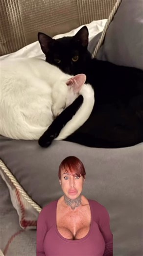 ⸻ 🐾 AIUTO URGENTE PER UNA GATTINA DI 4 MESI 🐾 Questa gattina di circa 4 mesi è arrivata all’improvviso in una strada ad alto rischio, troppo piccola per riconoscere i pericoli che la circondano. È indifesa e ha bisogno subito di un posto sicuro. 🙏 Cerchiamo con urgenza: • uno stallo al Nord, • oppure, ancora meglio, una bella adozione per questa dolcissima gattina . Può viaggiare in staffetta dopo visita , vaccini e test Info angelagigante1966@gmail.com Tel 3387775591 | Barbara Carità Ifbb Pr