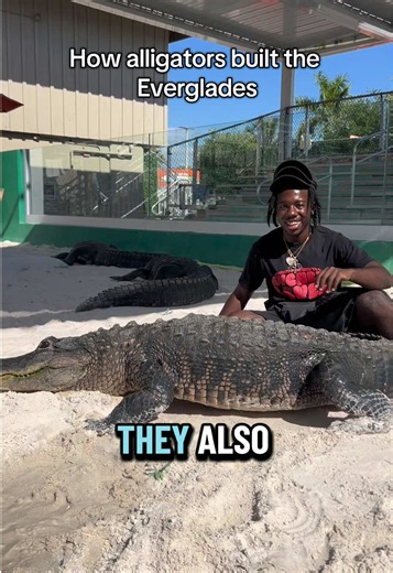 Alligators play a major role in engineering the landscape of the Everglades. They dig holes and create trails that are beneficial for other wildlife species that live in this amazing wetland. #biologist #wetlands #alligator #ecology #educational